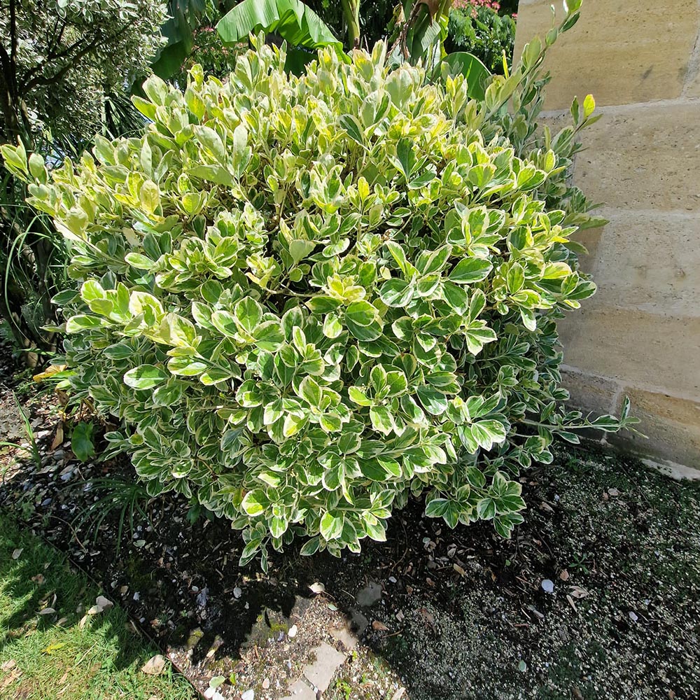 Salba Japoneza Euonimus Kathy