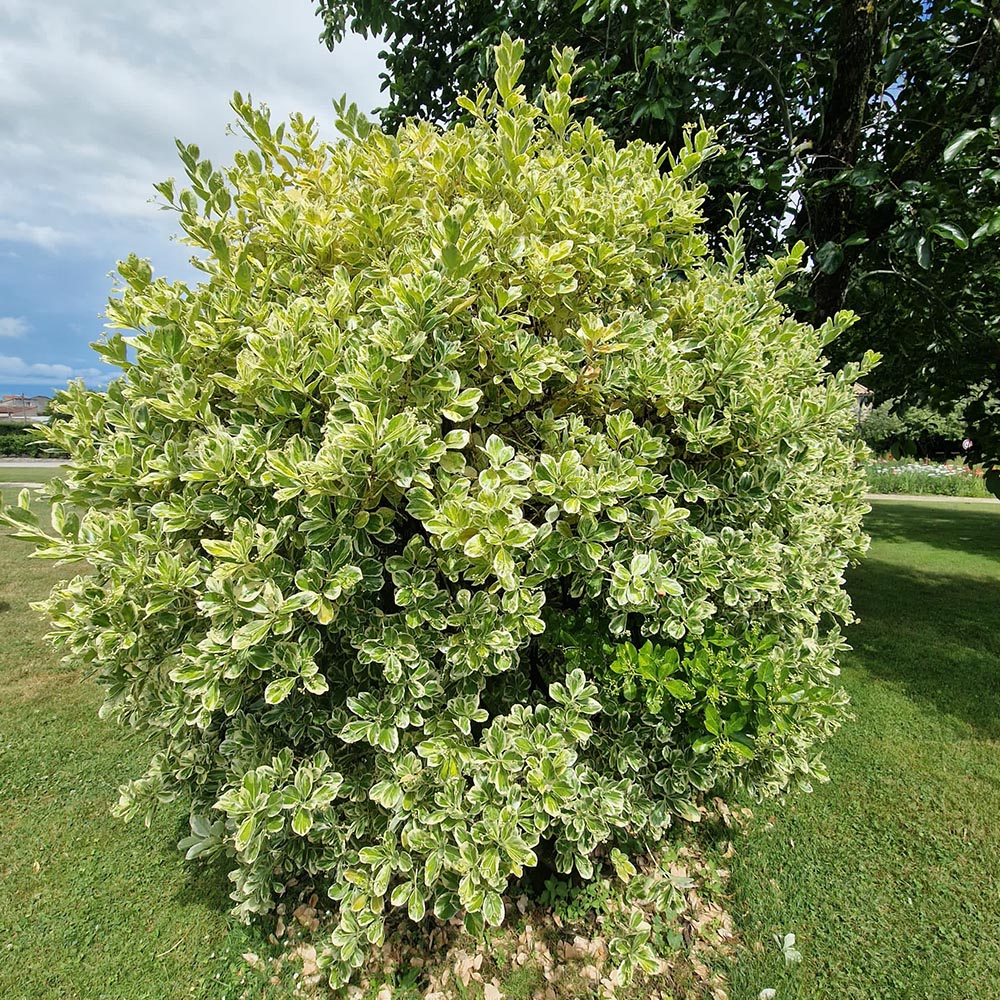 Salba Japoneza Euonimus Kathy
