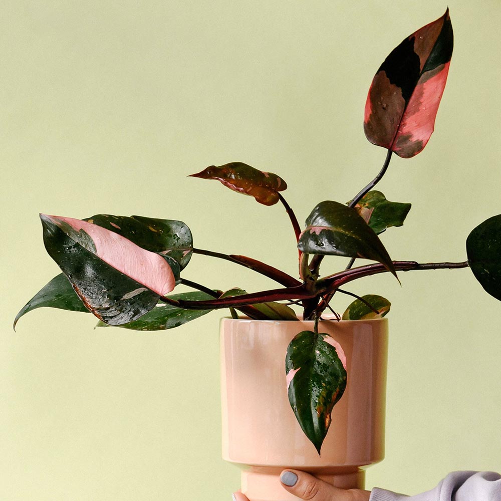 Philodendron Pink Princess Unicat- 100 cm