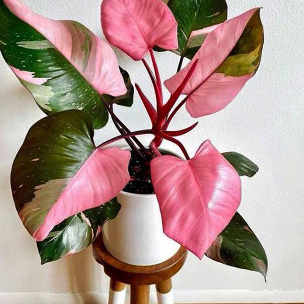 Philodendron Pink Princess Unicat- 100 cm