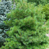 Pin Strobus Minima (Pinus Strobus Minima)