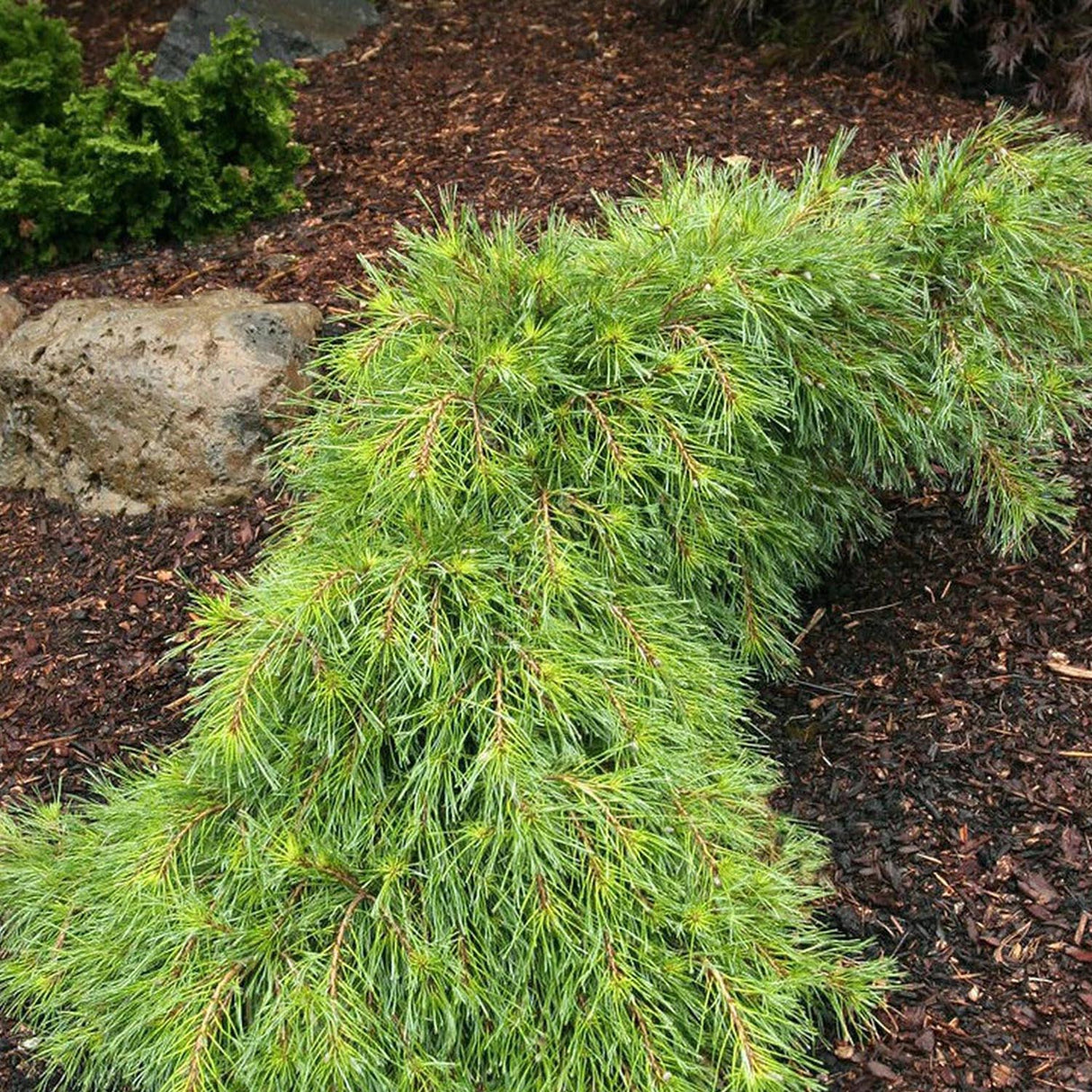 Pin Strobus Alb Niagara Falls