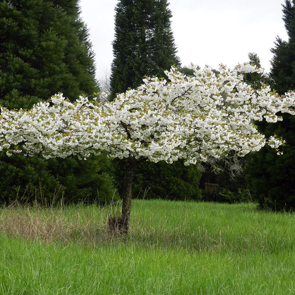 Cires Japonez Shirotae, cu flori roz-alb