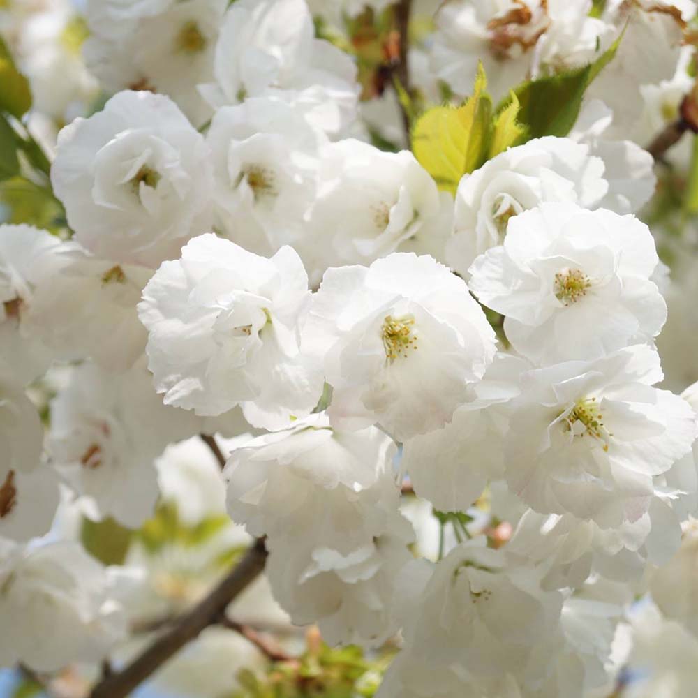 Cires Japonez Shirotae, cu flori roz-alb