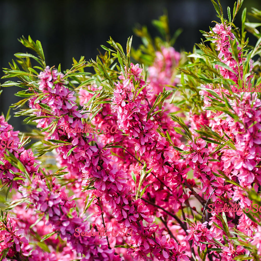 Migdal Pitic Fire Hill