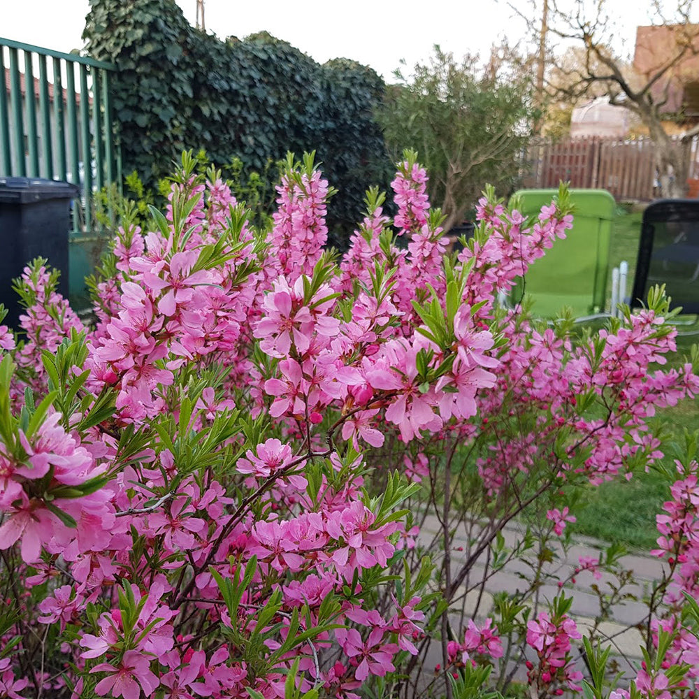 Migdal Pitic Fire Hill