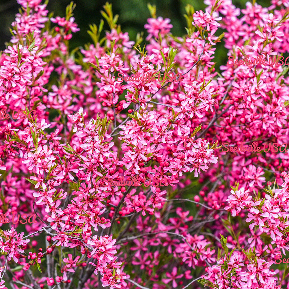 Migdal Pitic Fire Hill