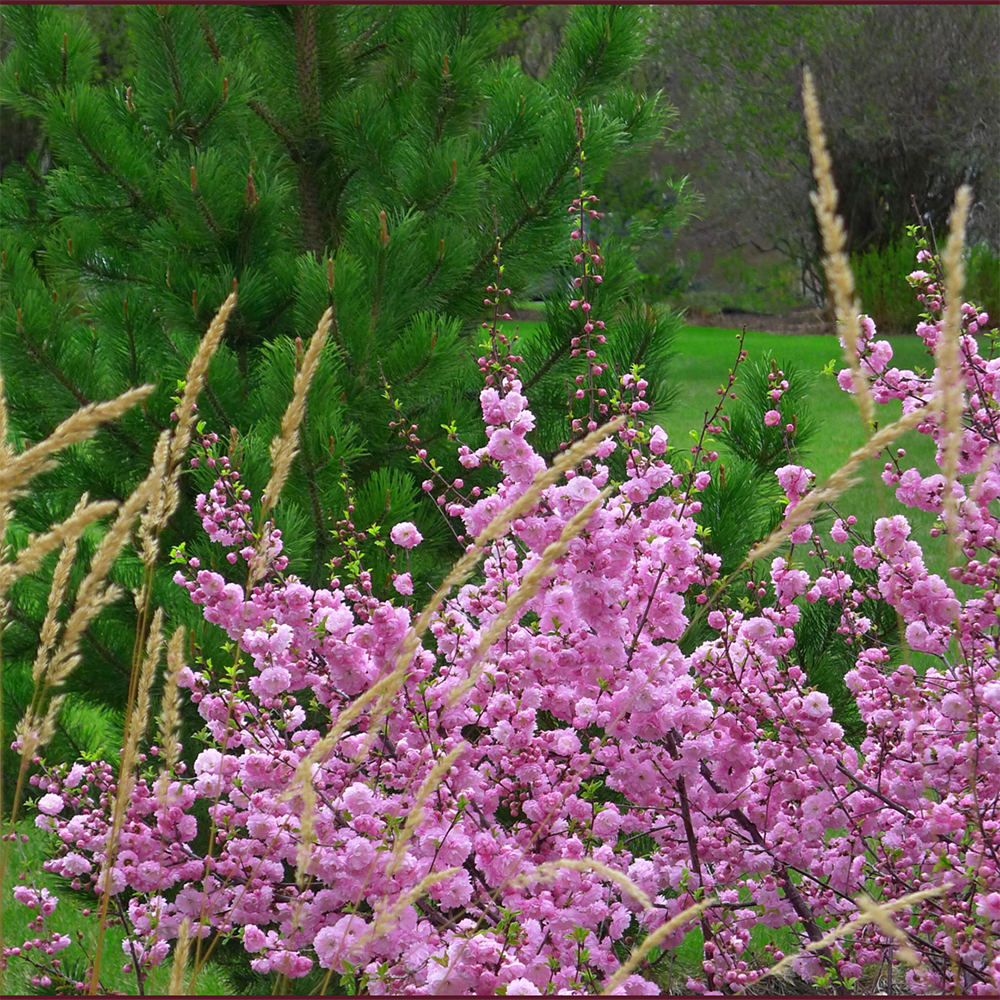 Migdal Pitic Fire Hill