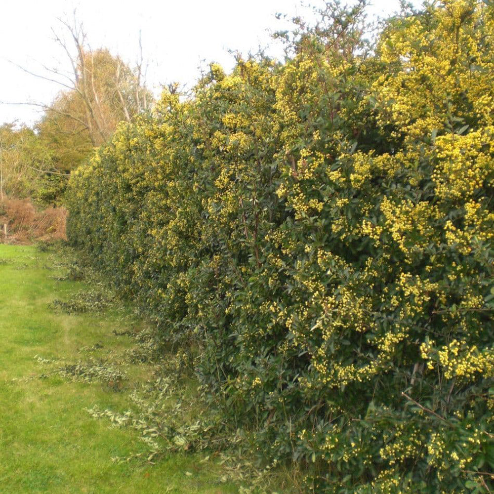 Catina Ornamentala galbena (Pyrachanta) Soleil d'Or - 65 cm