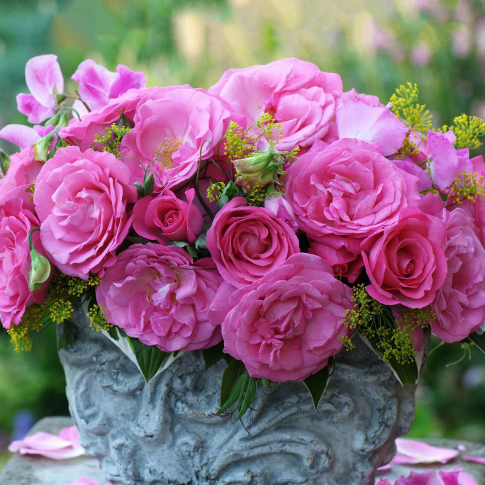 Trandafir Teahibrid roz Eliza, inflorire repetata