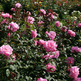 Trandafir teahibrid Eliza, livrat in ghiveci plant-o-fix de 2L