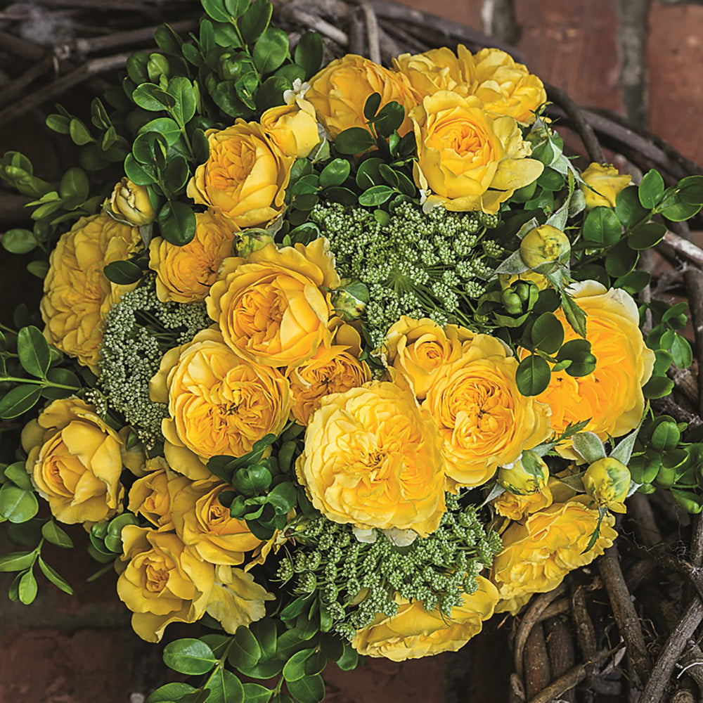 Trandafir Floribunda galben-portocaliu Inka, inflorire repetata