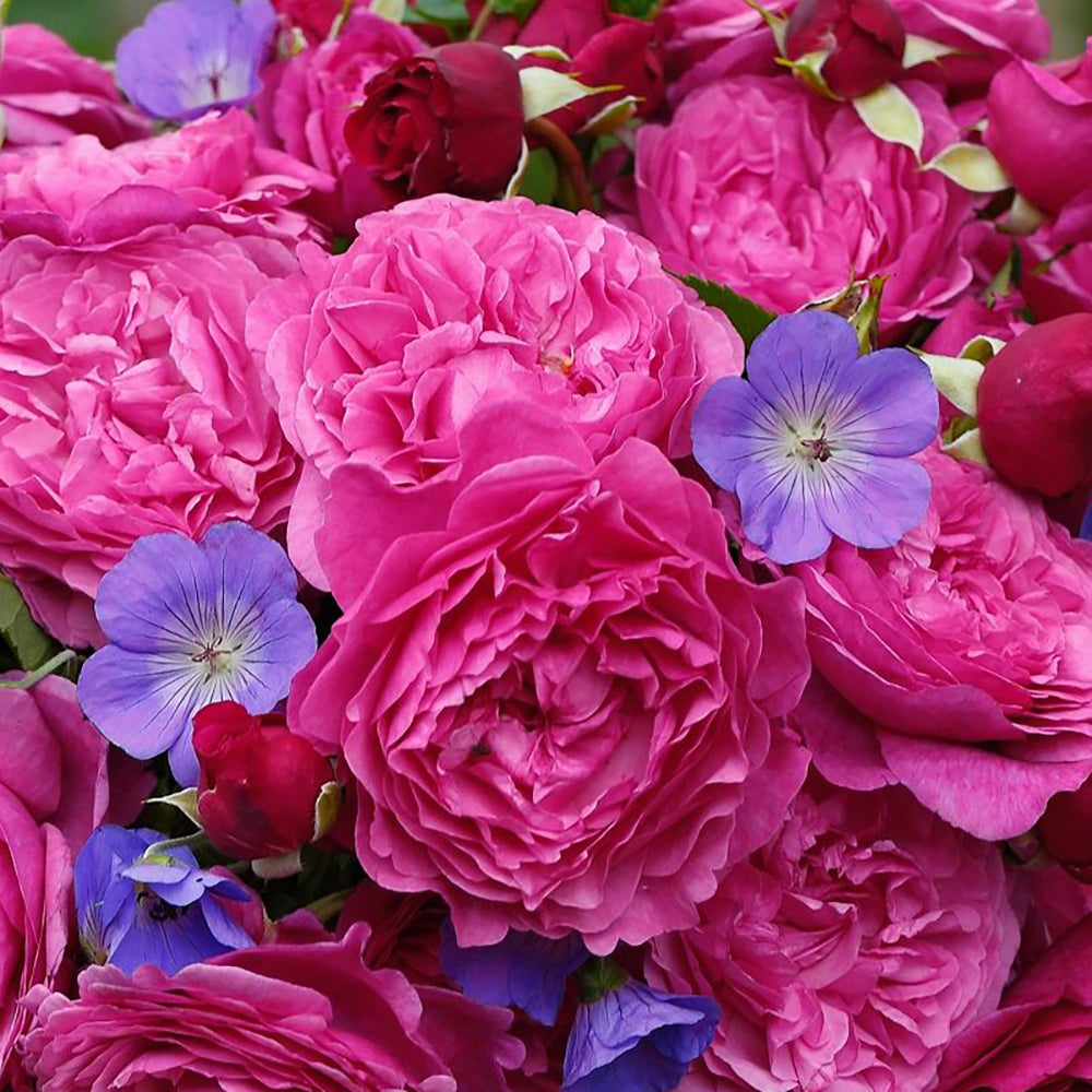 Trandafir Floribunda magenta-inchis Kaffe Fassett, cu parfum intens