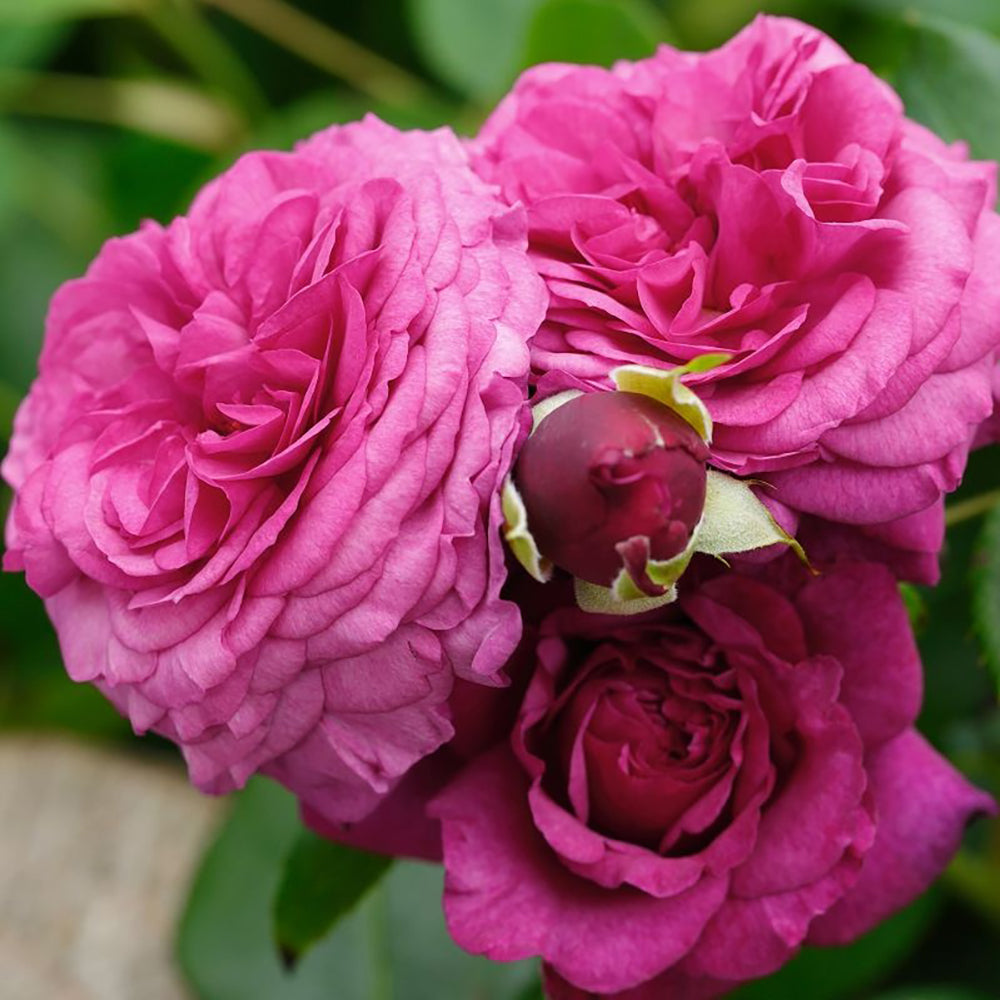 Trandafir Floribunda magenta-inchis Kaffe Fassett, cu parfum intens