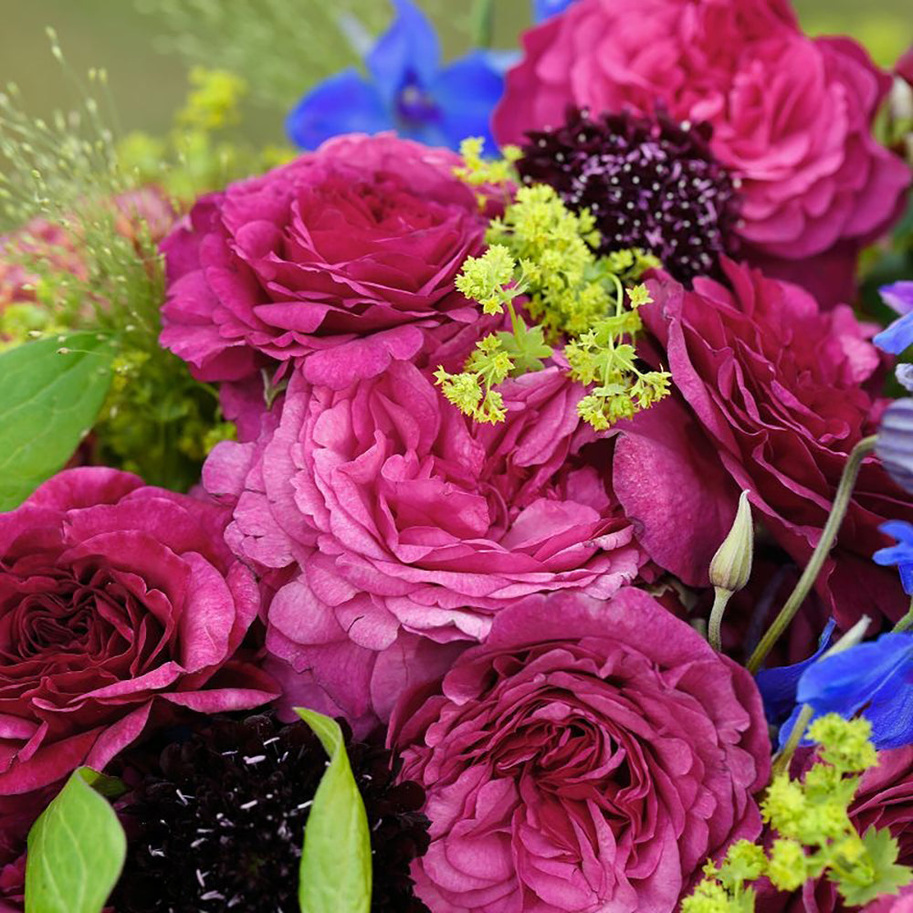 Trandafir Floribunda magenta-inchis Kaffe Fassett, cu parfum intens