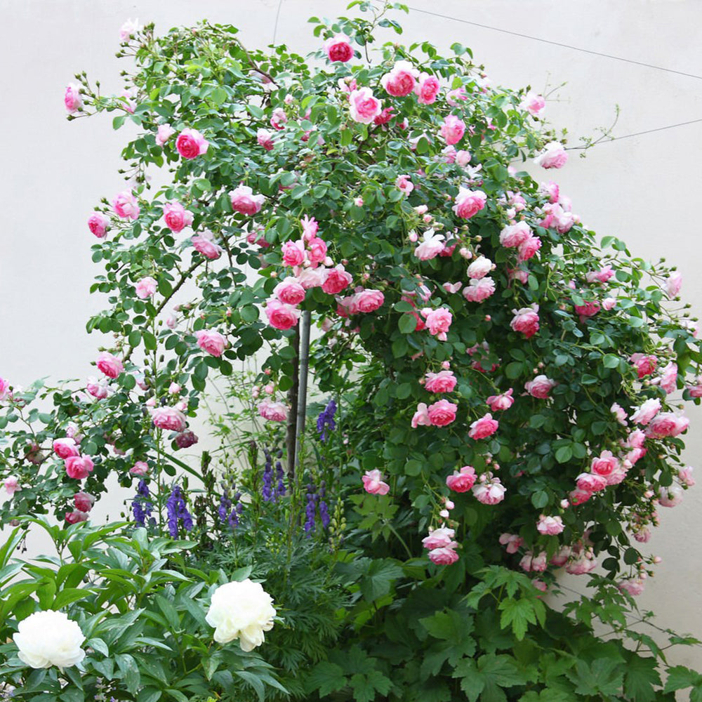 Trandafir Catarator roz Ozeana, inflorire repetata