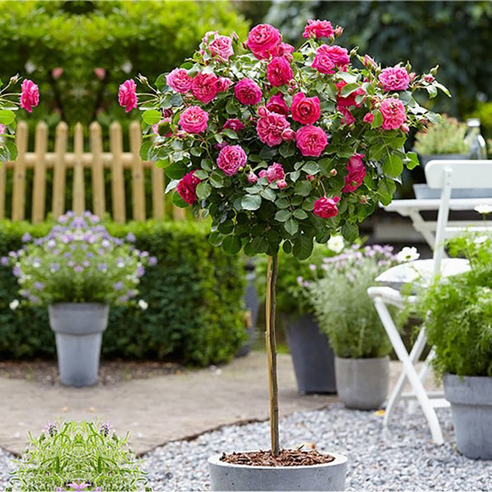 Trandafir Pomisor roz-magenta The Lovely Fairy, inflorire repetata