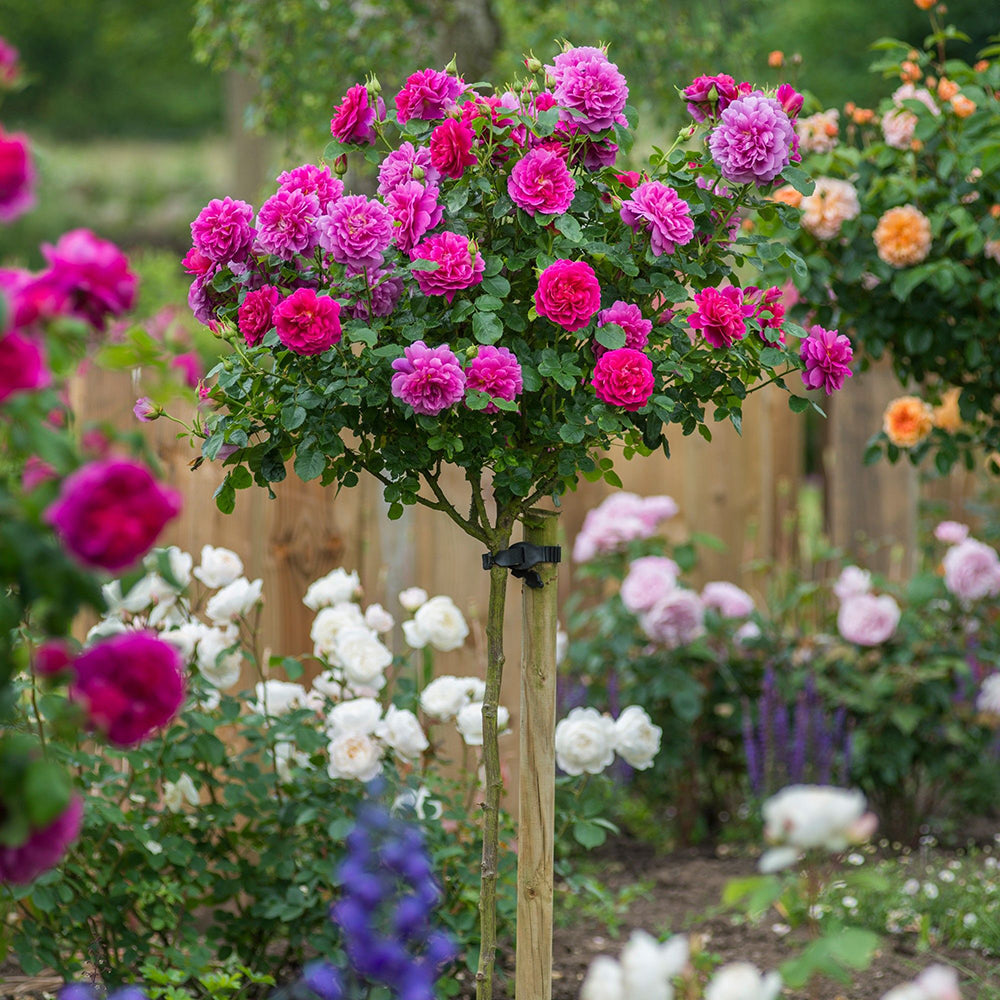 Trandafir Pomisor roz-magenta The Lovely Fairy, inflorire repetata