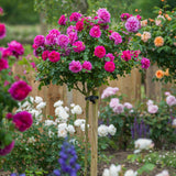 Trandafir Pomisor roz-magenta The Lovely Fairy, inflorire repetata