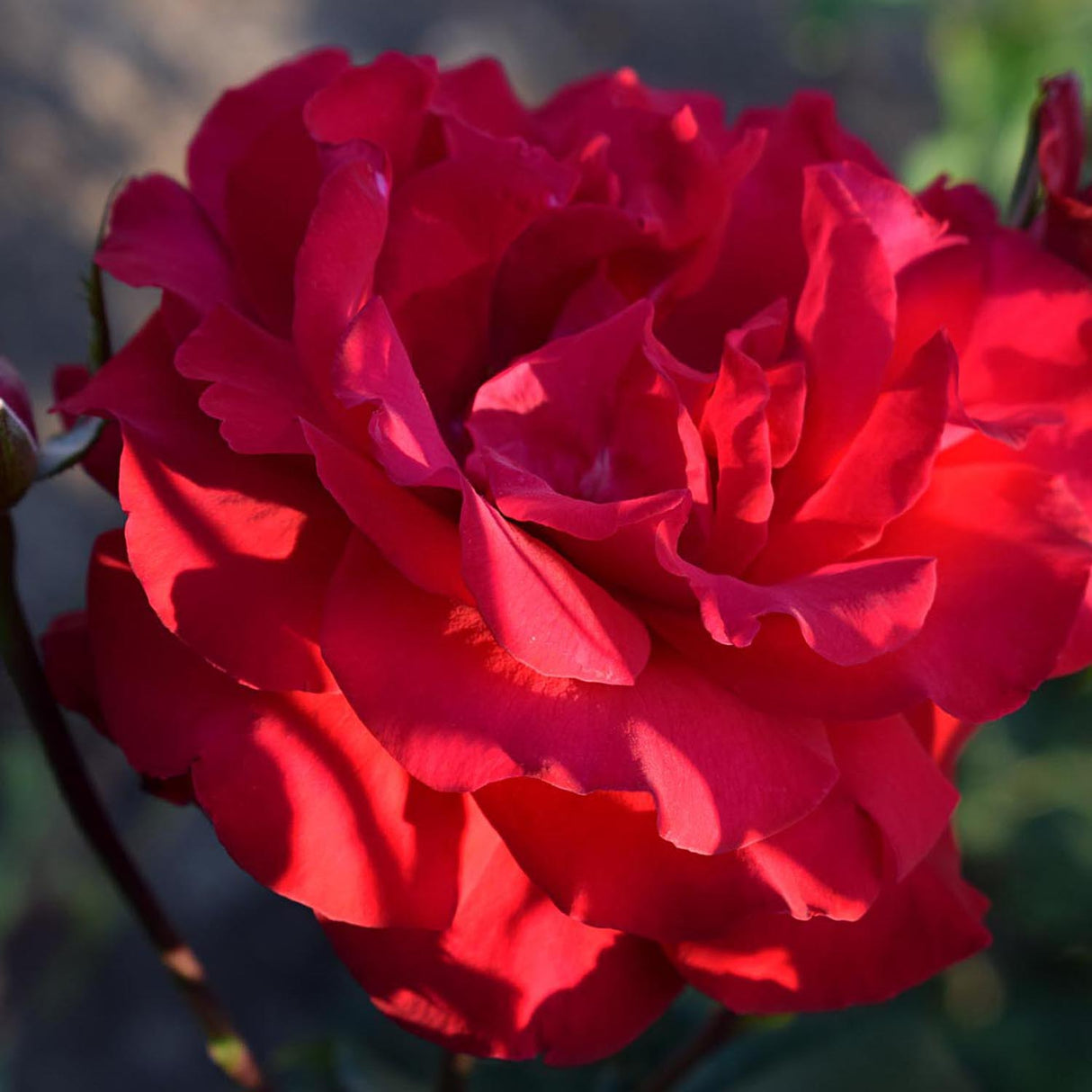 Trandafir Teahibrid rosu Santana, inflorire repetata