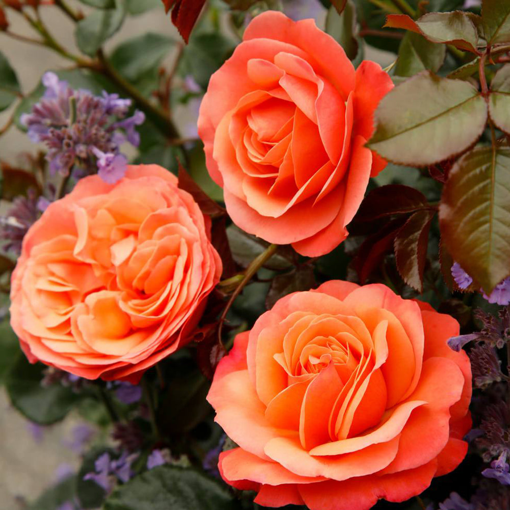 Trandafir Floribunda apricot-somon Coral Lions, inflorire repetata