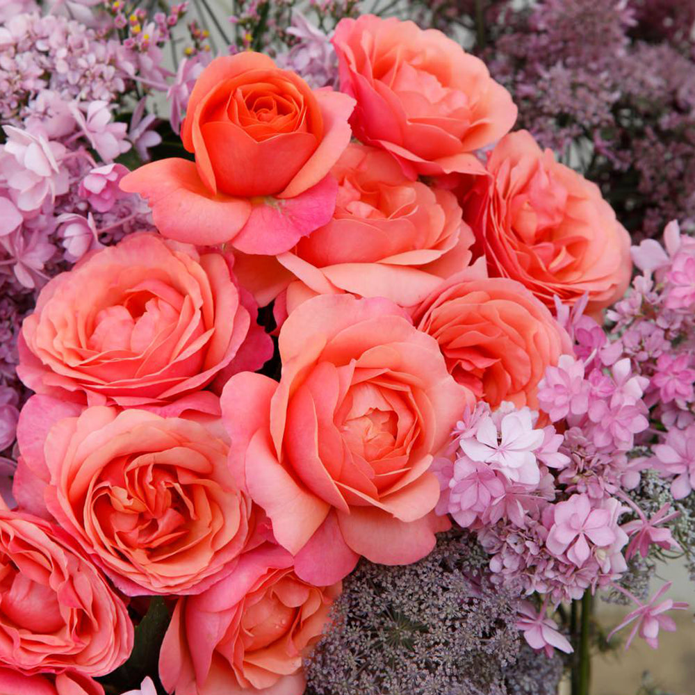 Trandafir Floribunda apricot-somon Coral Lions, inflorire repetata