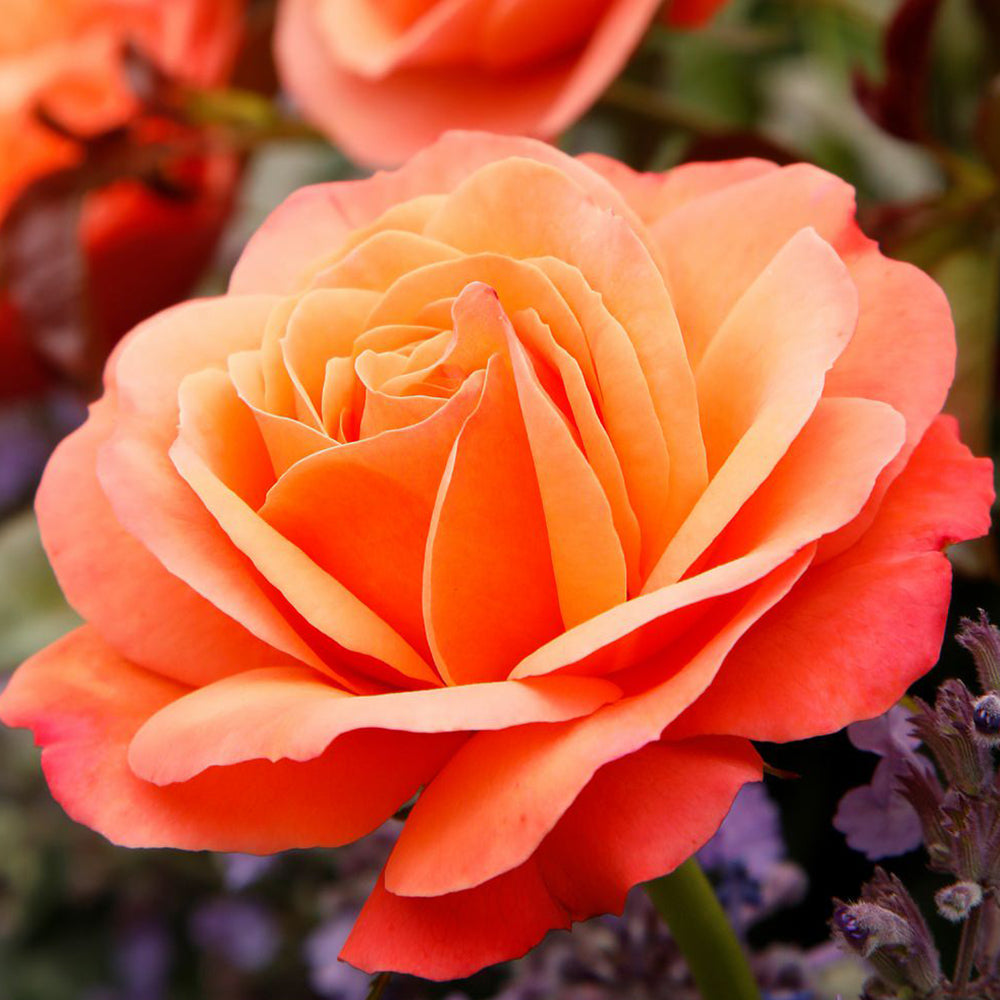 Trandafir Floribunda apricot-somon Coral Lions, inflorire repetata