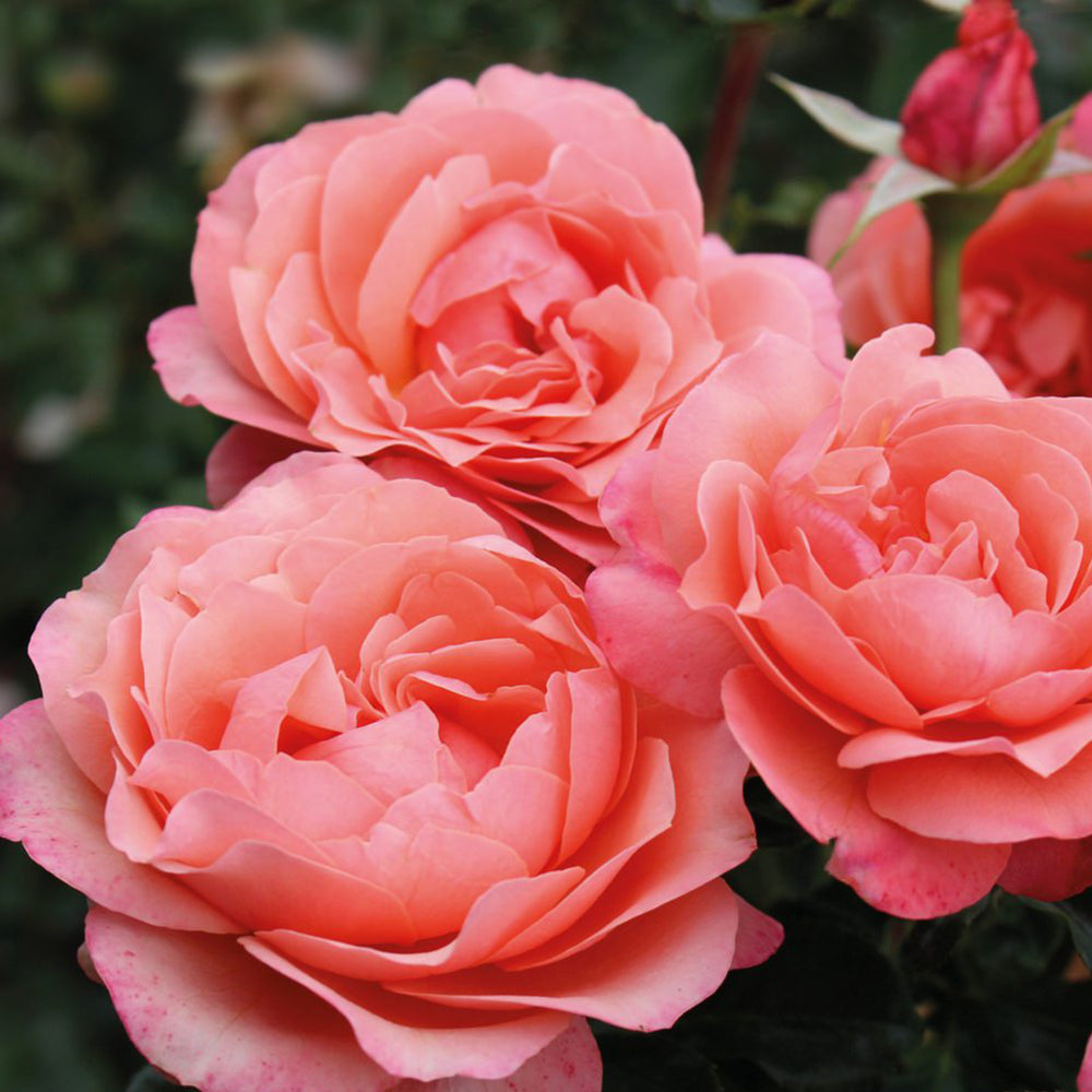 Trandafir Floribunda apricot-somon Coral Lions, inflorire repetata