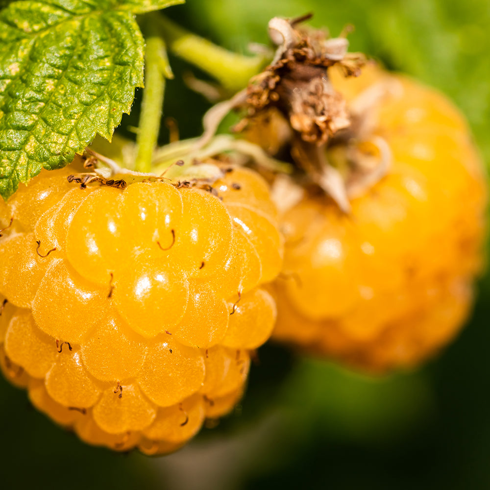 Zmeur aurie Rubus idaeus Fallgold , cu fructe dulce, recolta abundenta