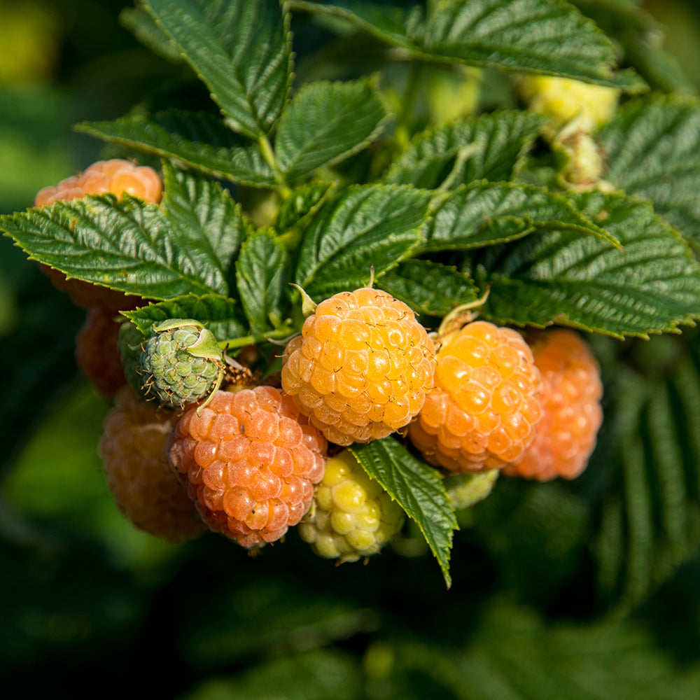 Zmeur aurie Rubus idaeus Fallgold , cu fructe dulce, recolta abundenta