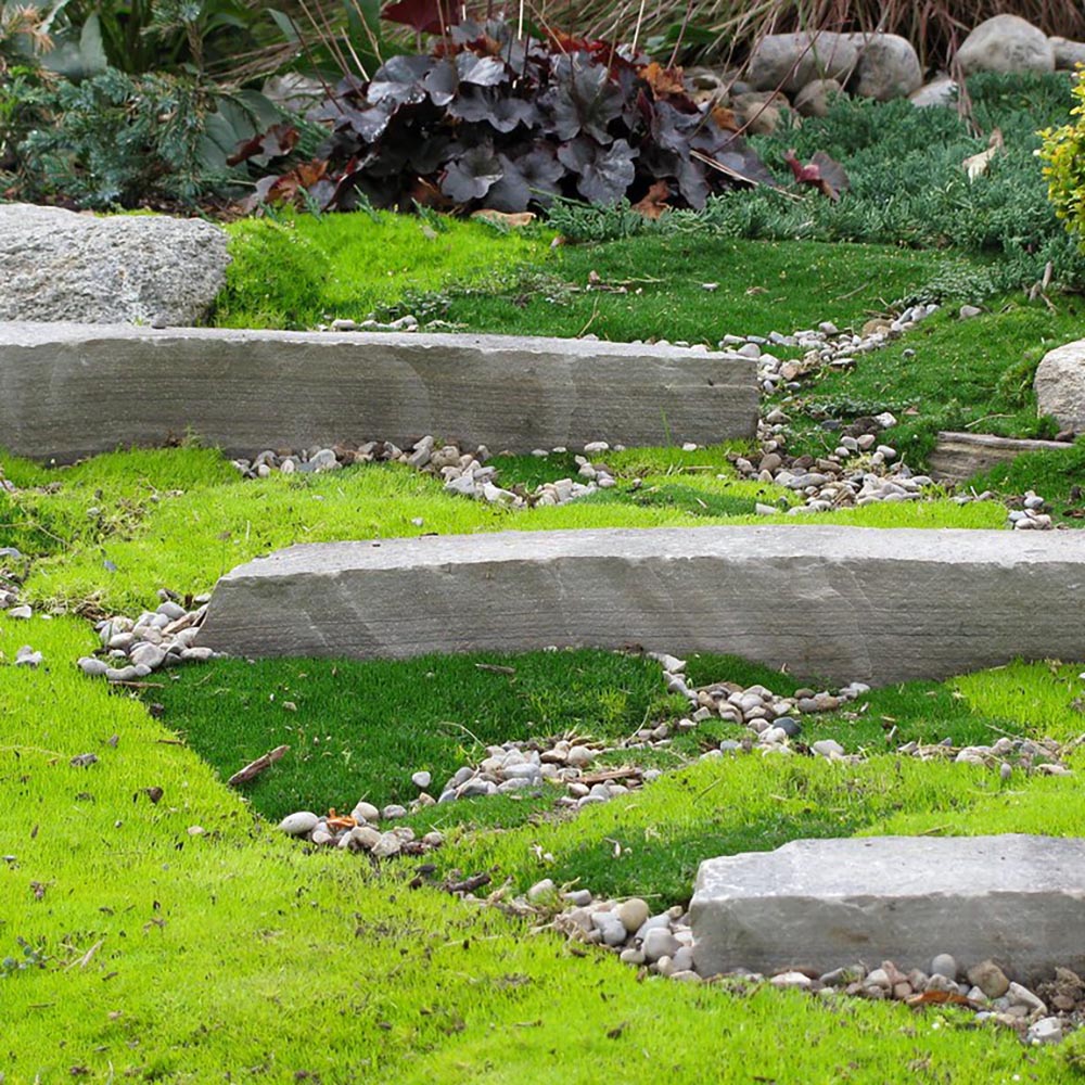 Muschi de Piatra Scotian Sagina Subulata Verde, taratoare, vesnic verde