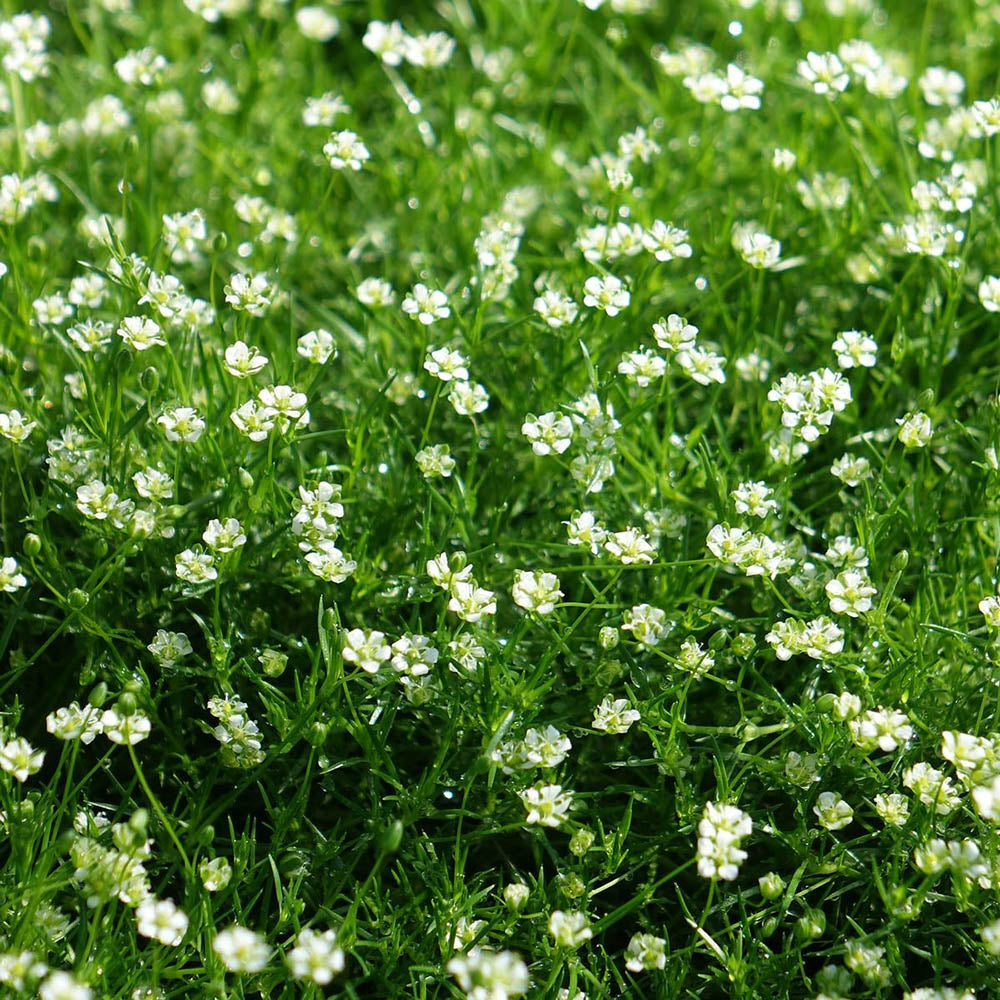 Muschi de Piatra Scotian Sagina Subulata Verde, taratoare, vesnic verde