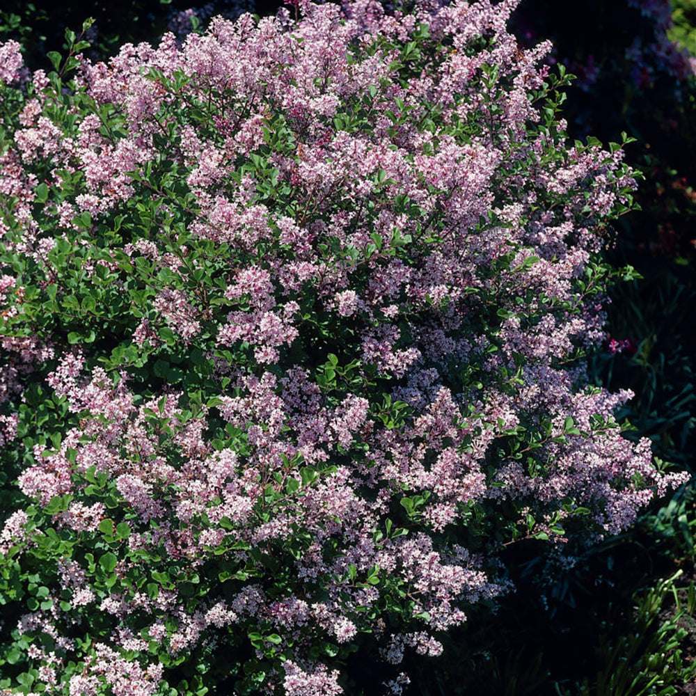 Liliac roz-deschis corean Palibin (Syringa)