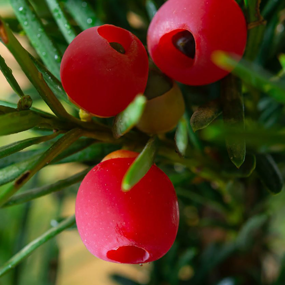 Tisa Hicksii (Taxus Baccata)