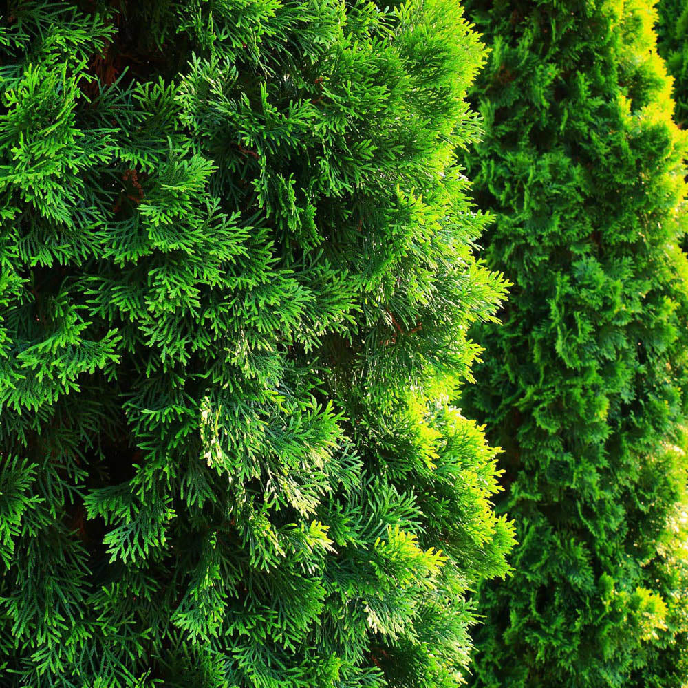Tuia Occidentalis Smarald, gard viu vesnic verde