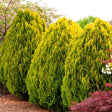 Tuia orientala Aurea Nana (Arborele vietii), 60-70 cm inaltime, in ghiveci de 7.5L