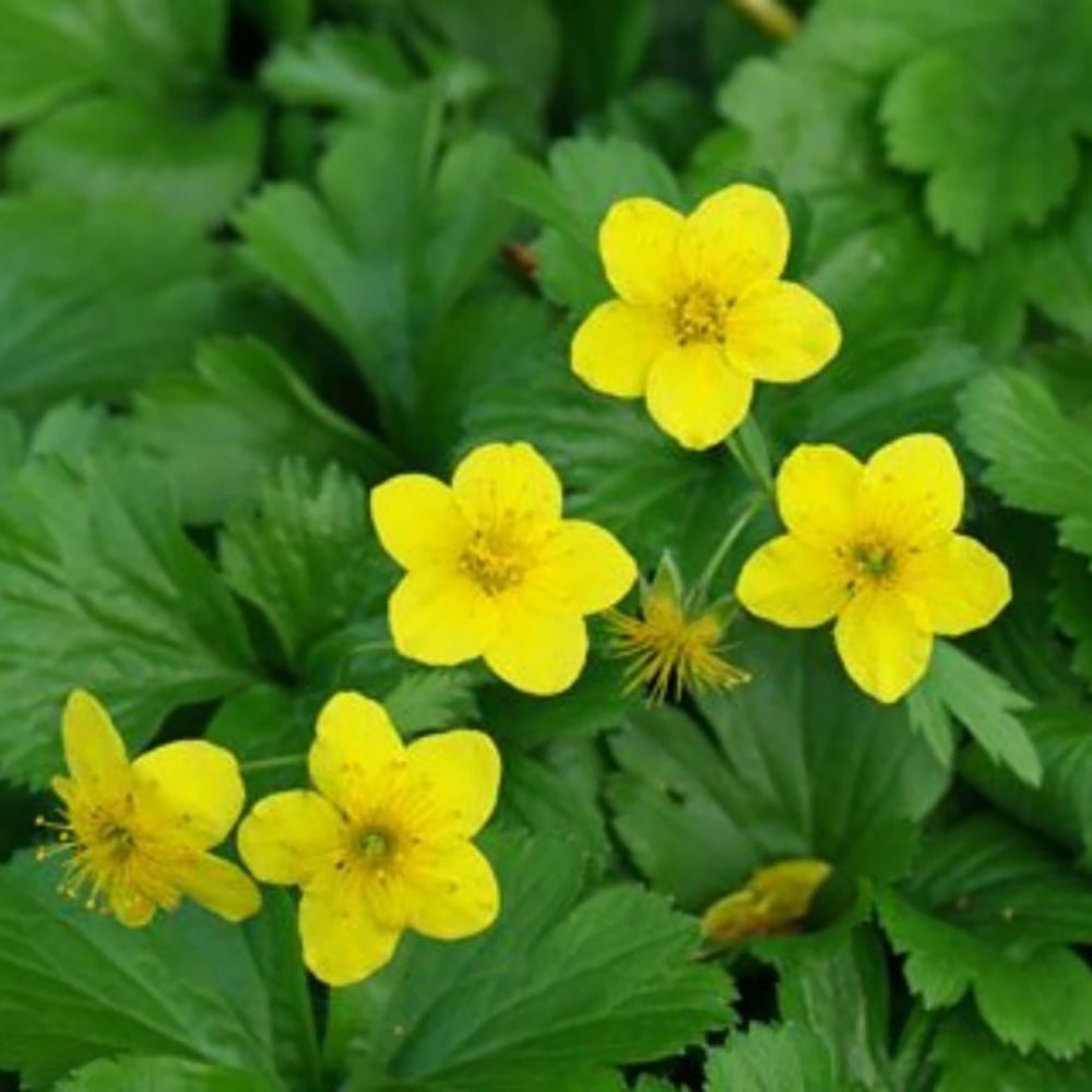 Waldsteinia Ternata, tarator, vesnic verde cu flori