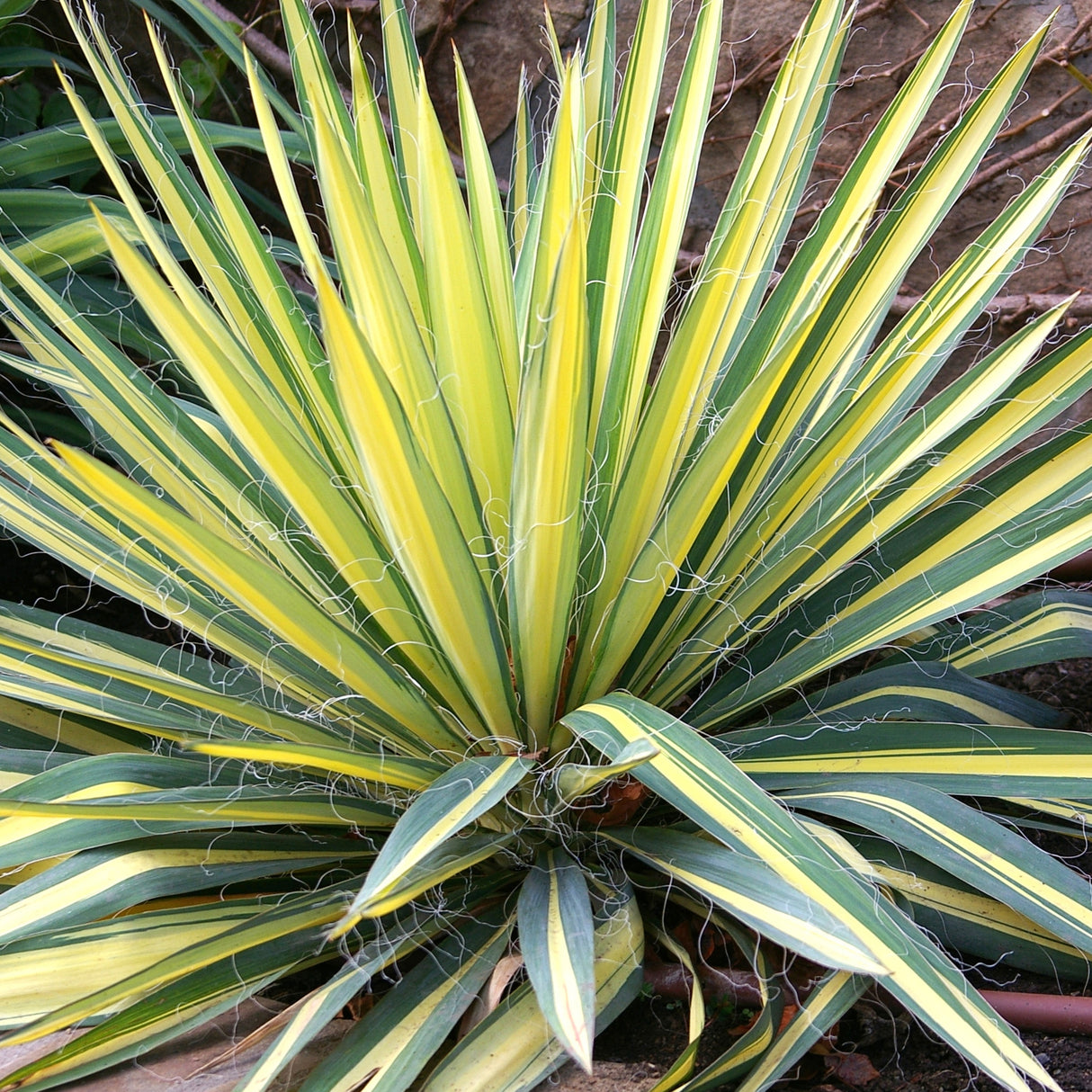 Yucca Colour Guard, 50/+ cm inaltime, in ghiveci de 6L