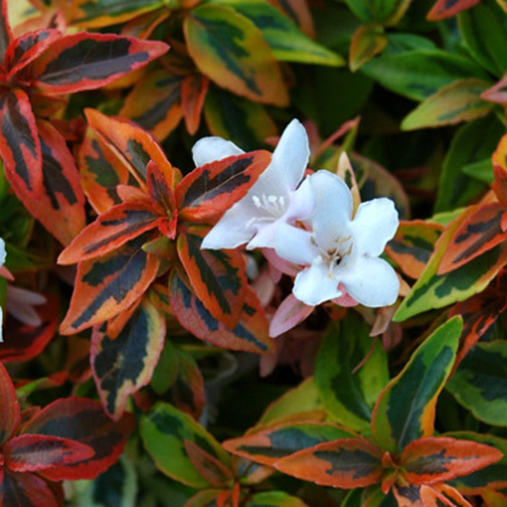 Abelia grandiflora Kaleidoscope, cu floare roz