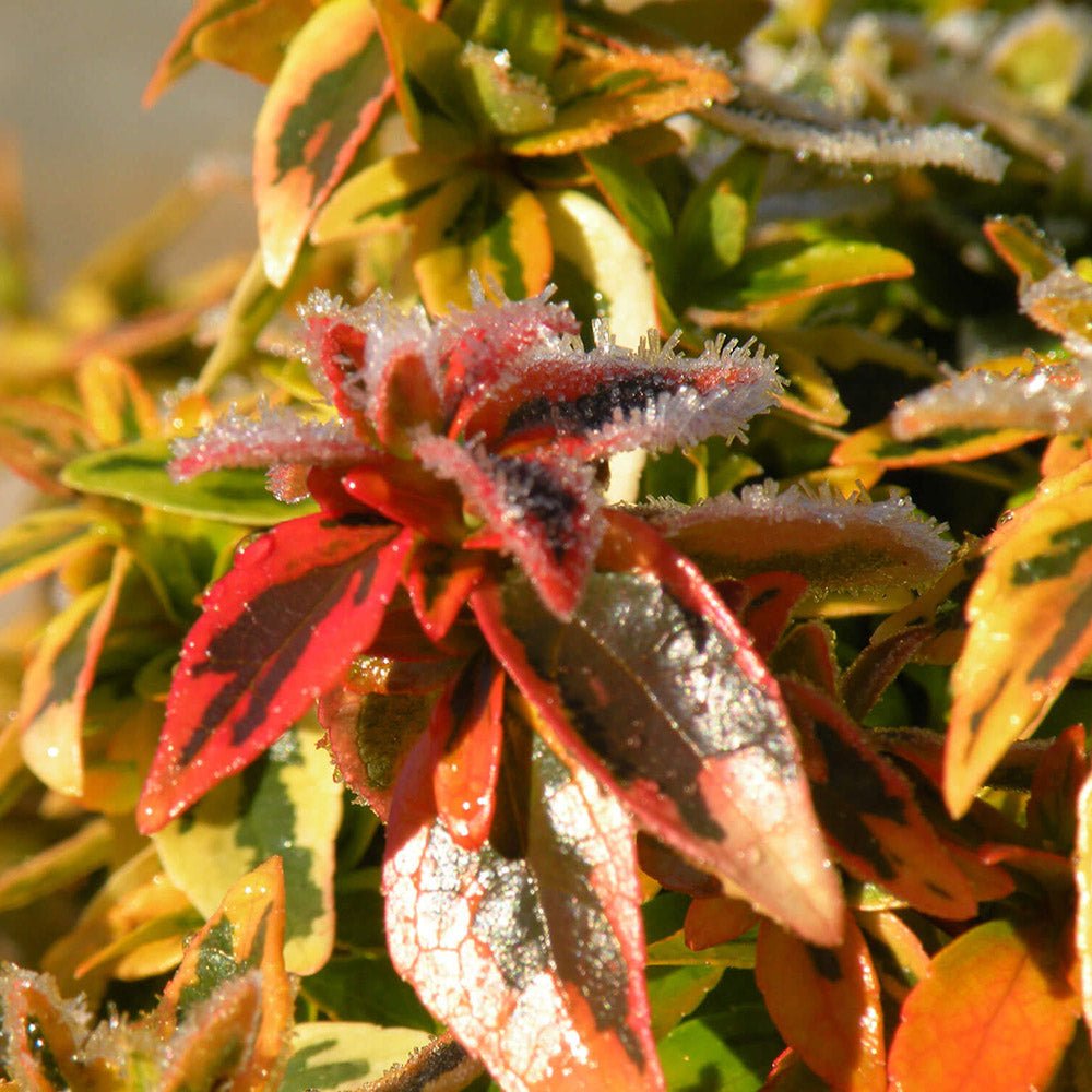 Abelia grandiflora Kaleidoscope, cu floare roz