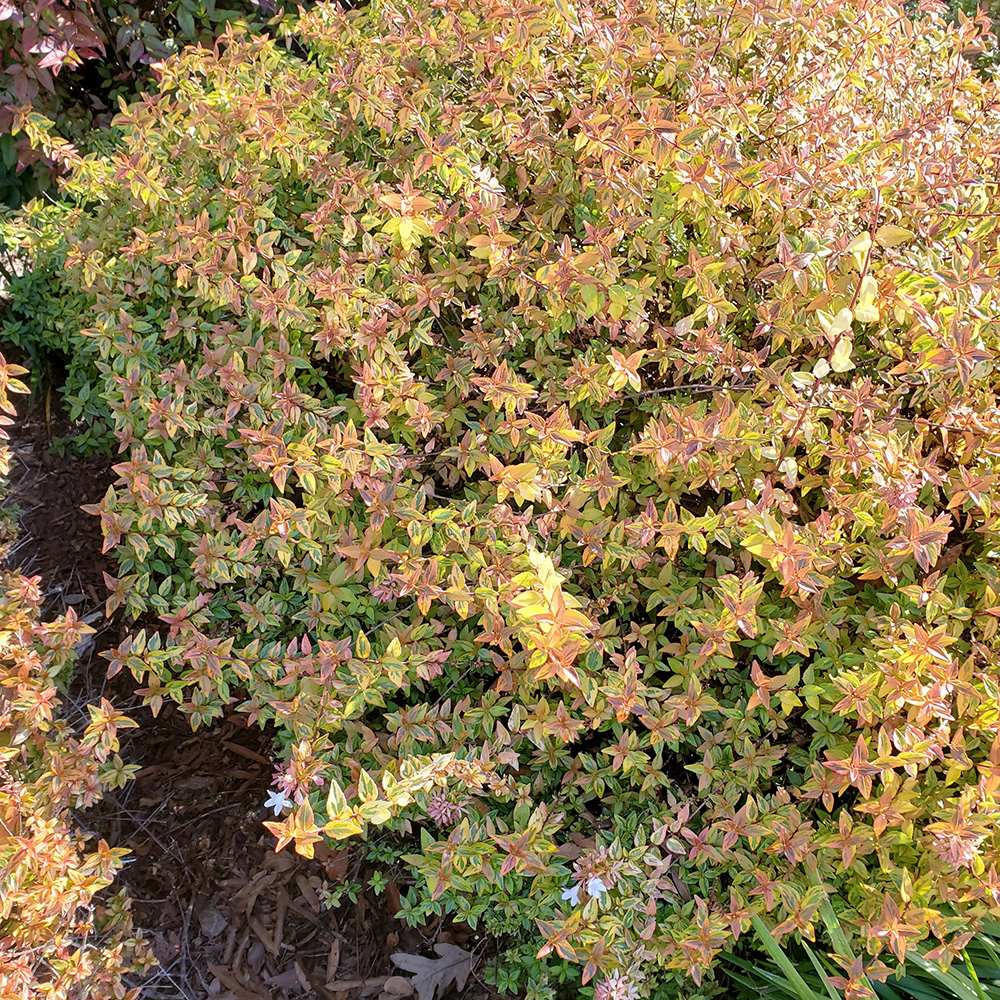 Abelia grandiflora Kaleidoscope, cu floare roz