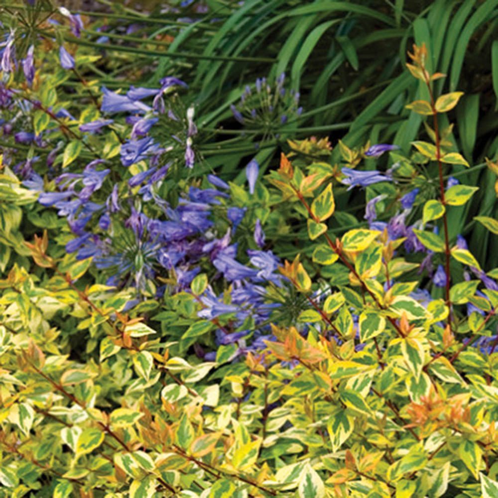 Abelia grandiflora Kaleidoscope, cu floare roz