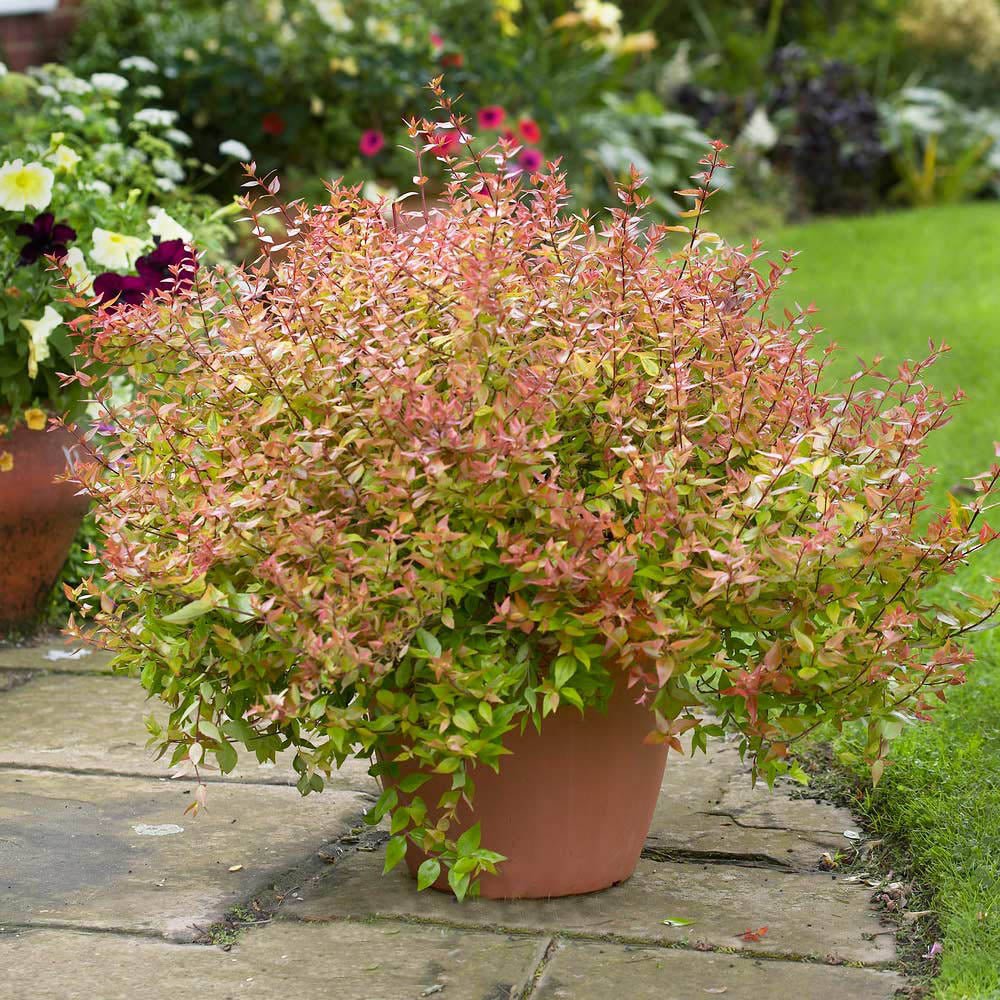 Abelia grandiflora Kaleidoscope, cu floare roz