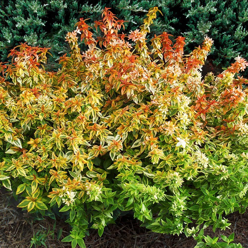 Abelia grandiflora Kaleidoscope, cu floare roz