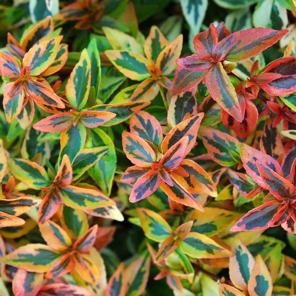 Abelia grandiflora Kaleidoscope, cu floare roz