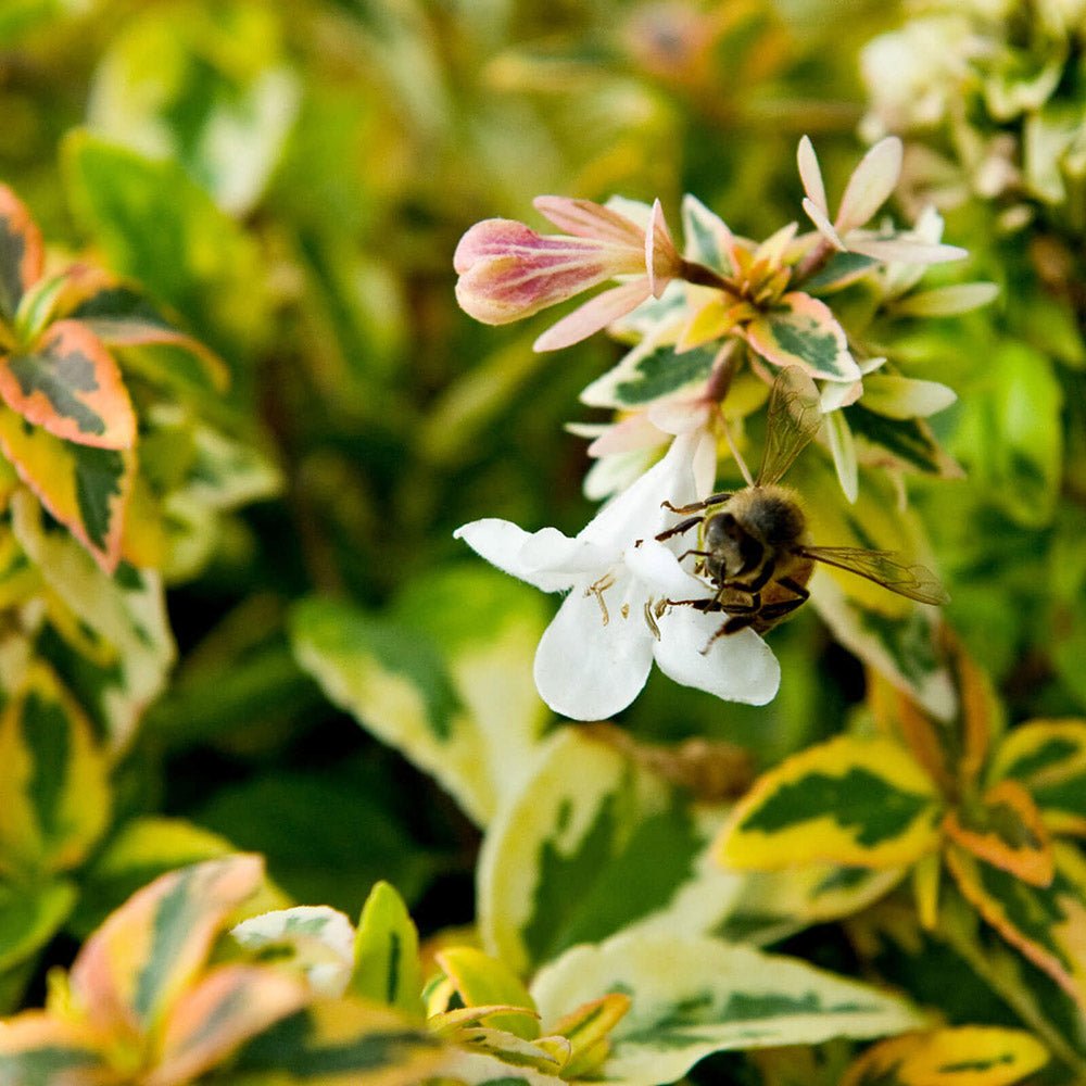 Abelia grandiflora Kaleidoscope, cu floare roz