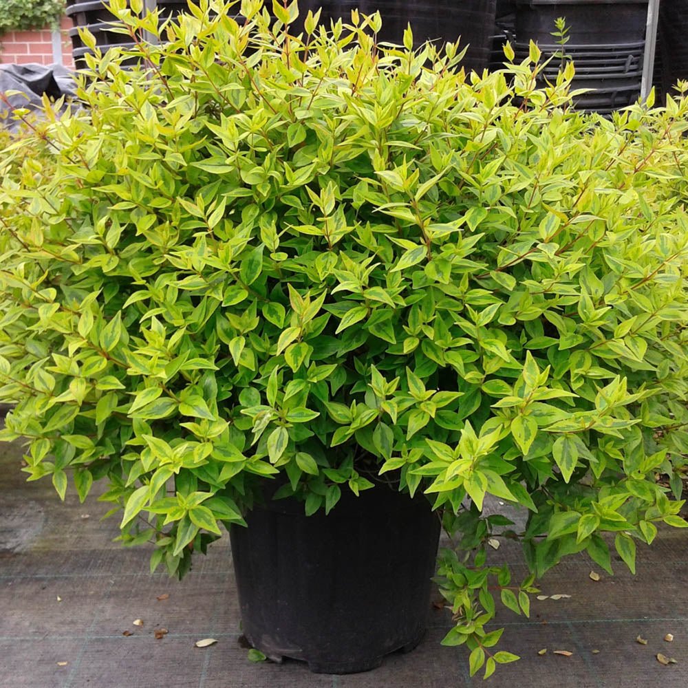 Abelia grandiflora Kaleidoscope, cu floare roz