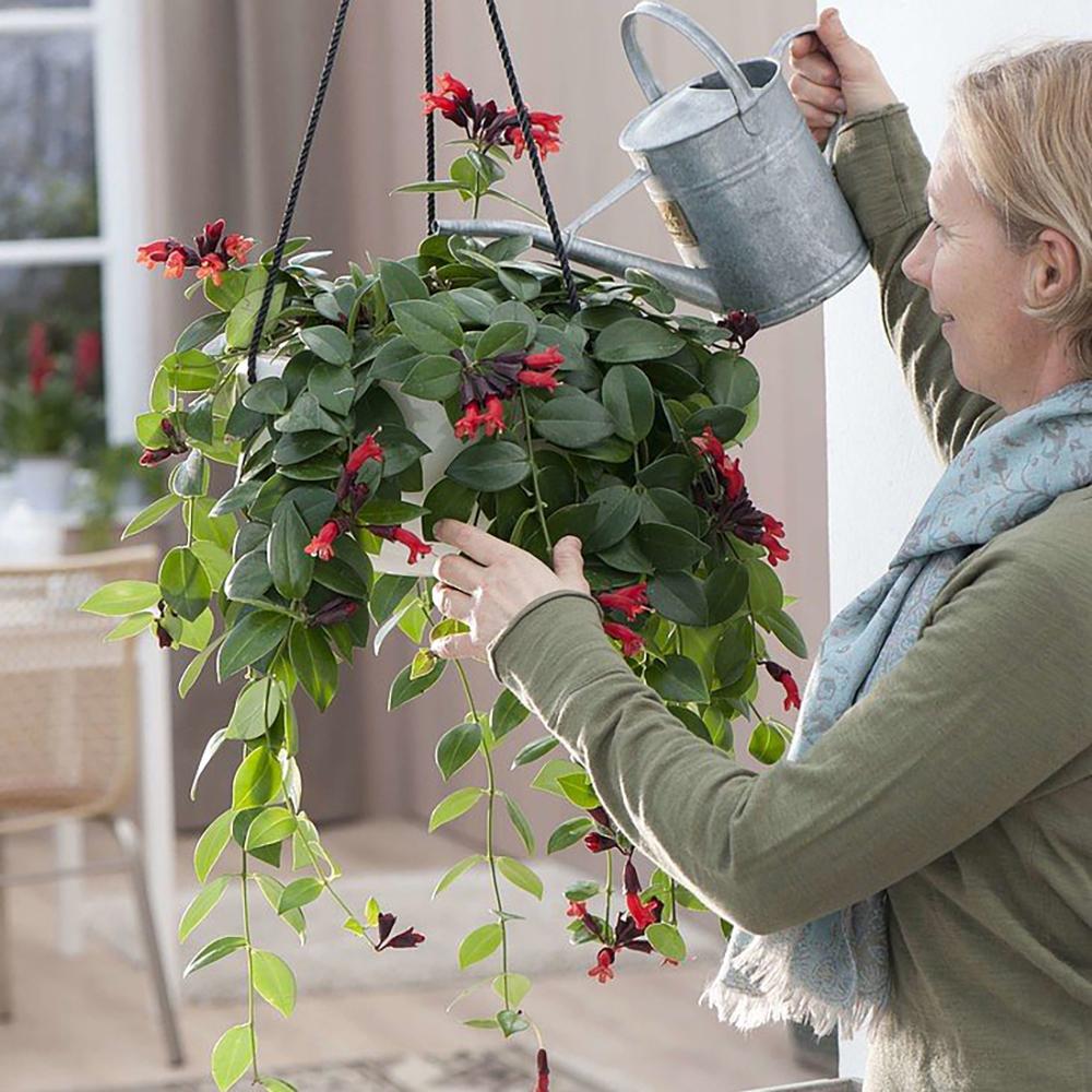 Planta Ruj (Aeschynanthus Mona Lisa) - 50 cm