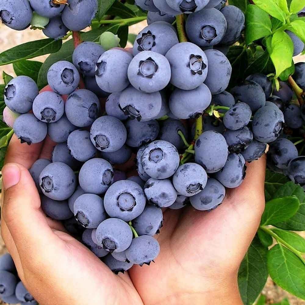 Afin Bluecrop (Vaccinium corymbosum), cu fructe dulci-acrisoare