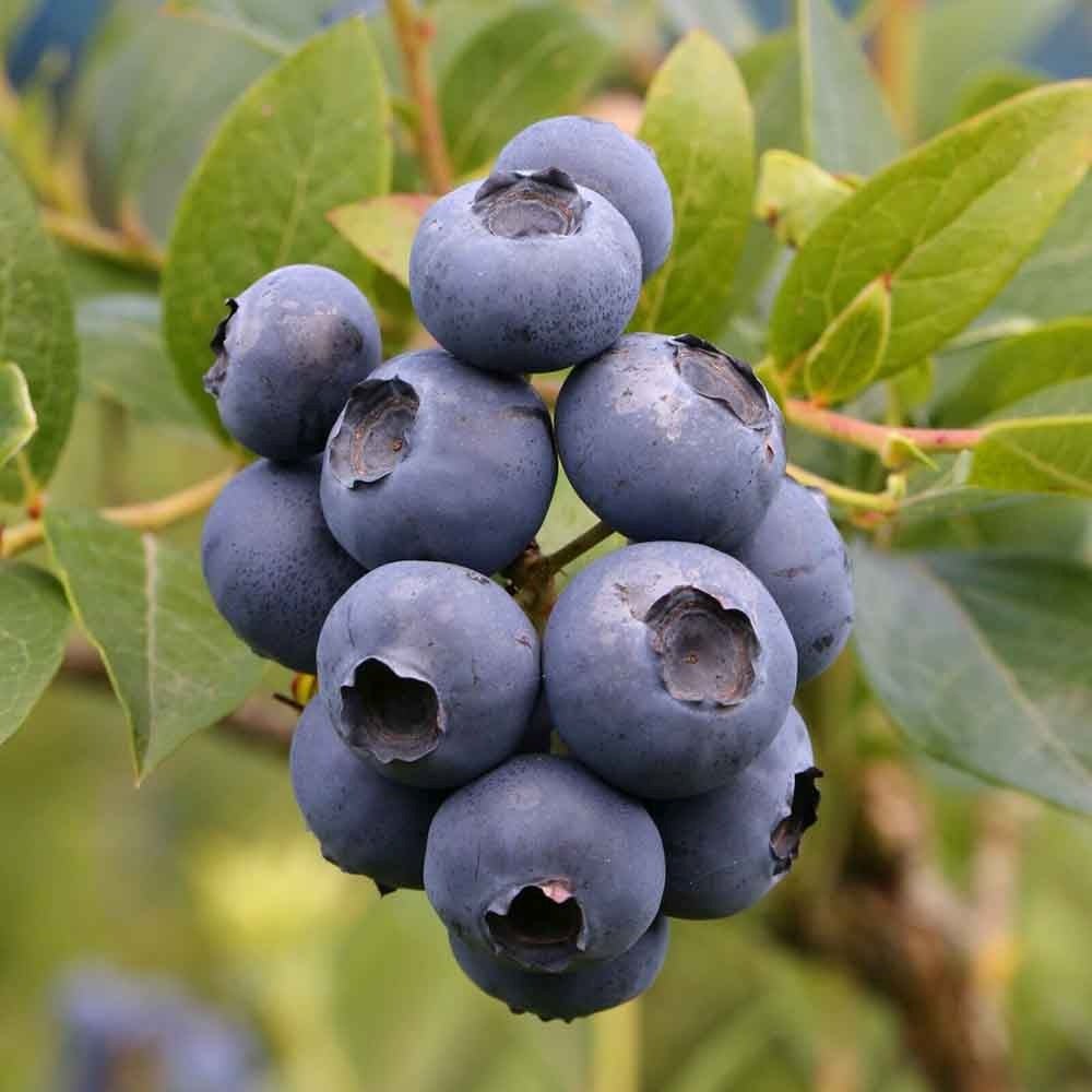 Afin Bluecrop (Vaccinium corymbosum), cu fructe dulci-acrisoare